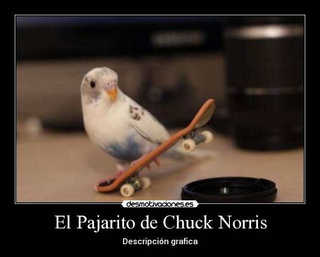 El Pajarito de Chuck Norris - Descripción grafica