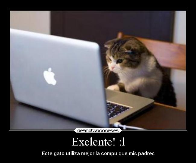 Exelente! :l - Este gato utiliza mejor la compu que mis padres