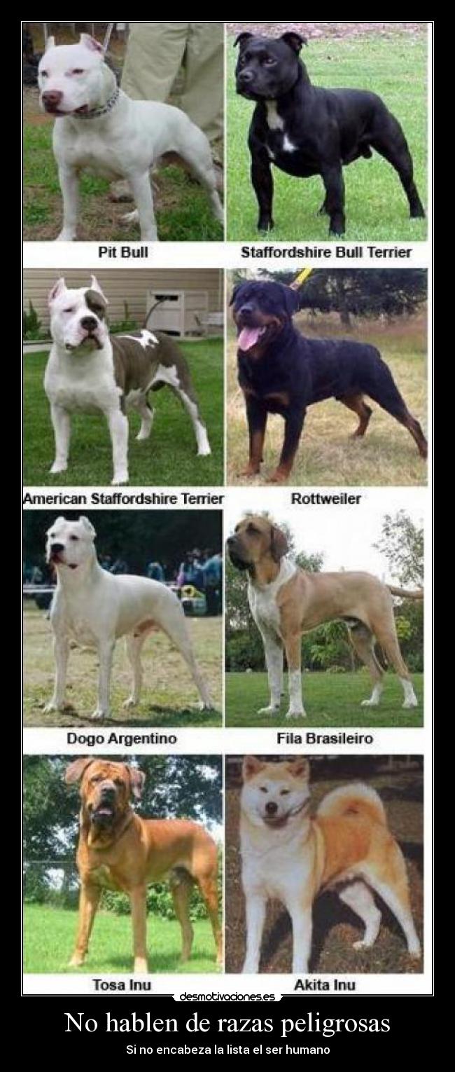 carteles guti19 perro jamas sera peligroso tiene educacion quien educa desmotivaciones