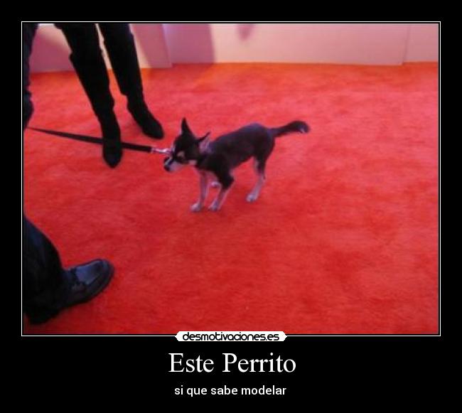 Este Perrito -