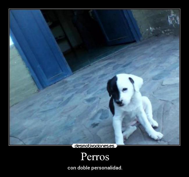 Perros -