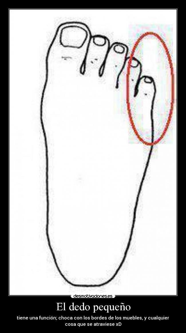 El dedo pequeño - tiene una función; choca con los bordes de los muebles, y cualquier
cosa que se atraviese xD