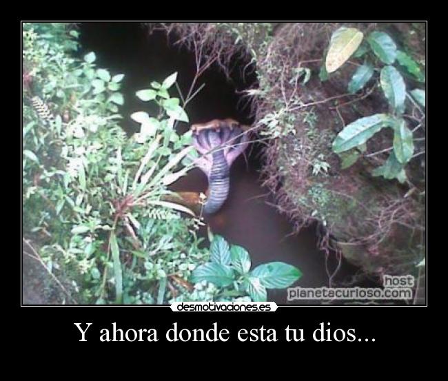 Y ahora donde esta tu dios... -