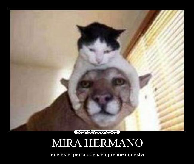 MIRA HERMANO - 