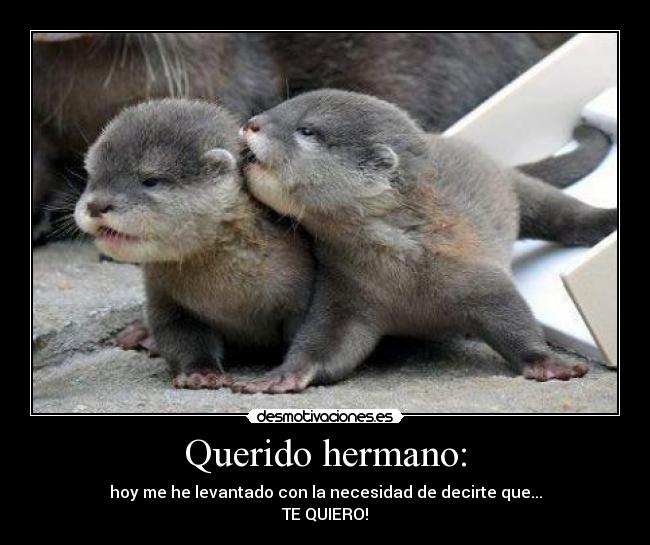 Querido hermano: - hoy me he levantado con la necesidad de decirte que...
TE QUIERO!