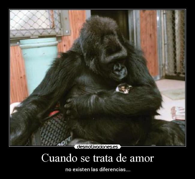 carteles amor amistades entre especies desmotivaciones