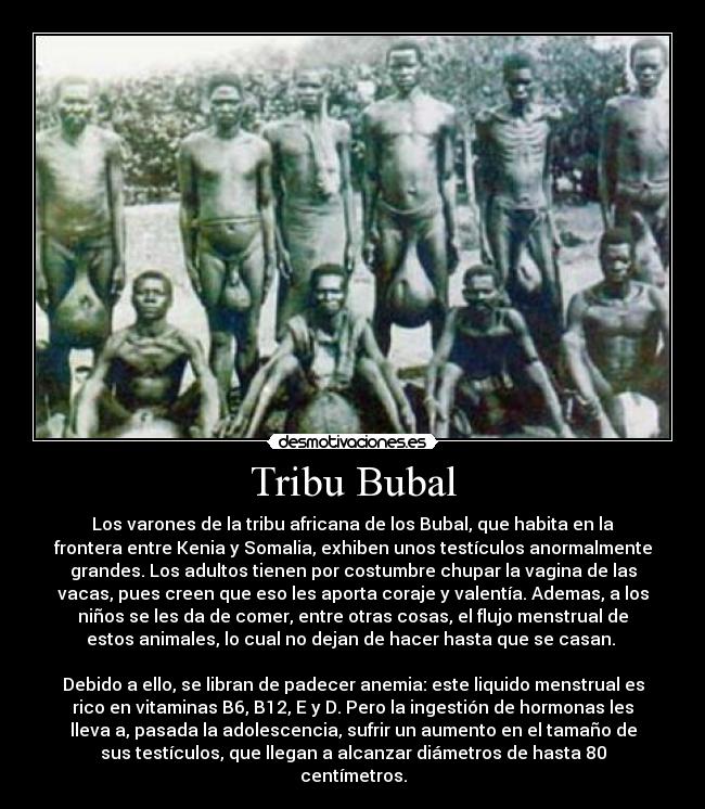 Tribu Bubal - Los varones de la tribu africana de los Bubal, que habita en la
frontera entre Kenia y Somalia, exhiben unos testículos anormalmente
grandes. Los adultos tienen por costumbre chupar la vagina de las
vacas, pues creen que eso les aporta coraje y valentía. Ademas, a los
niños se les da de comer, entre otras cosas, el flujo menstrual de
estos animales, lo cual no dejan de hacer hasta que se casan. 

Debido a ello, se libran de padecer anemia: este liquido menstrual es
rico en vitaminas B6, B12, E y D. Pero la ingestión de hormonas les
lleva a, pasada la adolescencia, sufrir un aumento en el tamaño de
sus testículos, que llegan a alcanzar diámetros de hasta 80
centímetros.