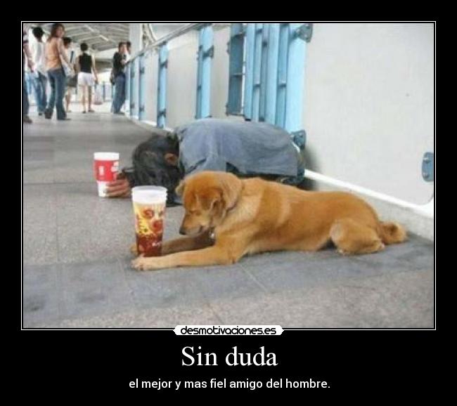 Sin duda - el mejor y mas fiel amigo del hombre.