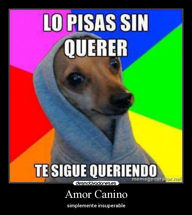 Amor Canino -