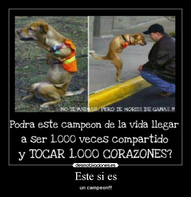 Este si es - un campeon!!!