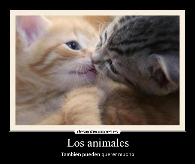 Los animales - 