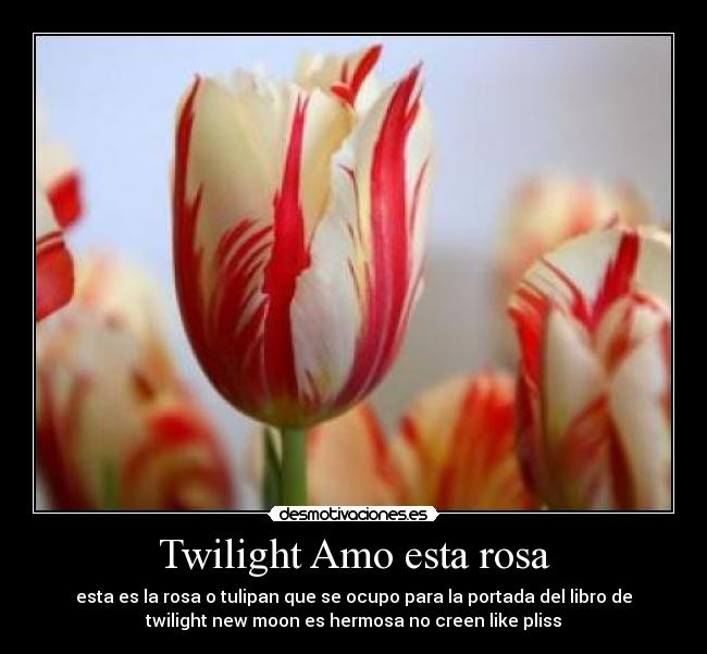 Twilight Amo esta rosa -