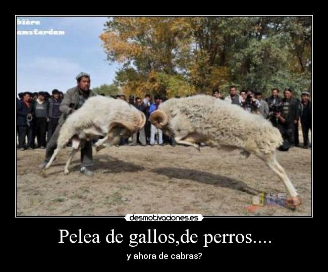 Pelea de gallos,de perros.... - y ahora de cabras?