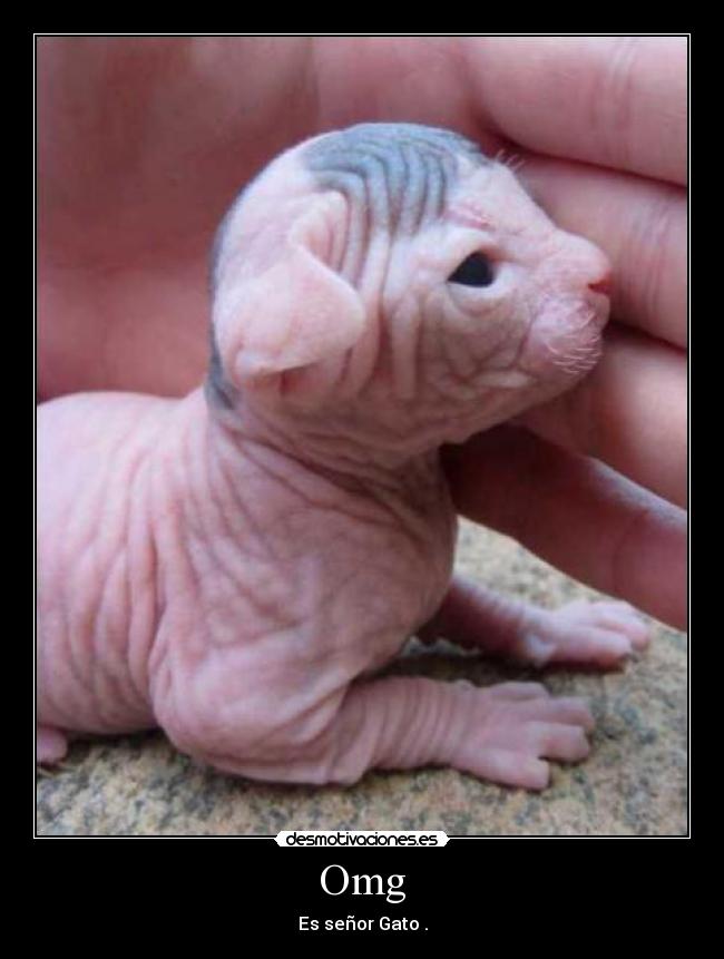 Omg - Es señor Gato .