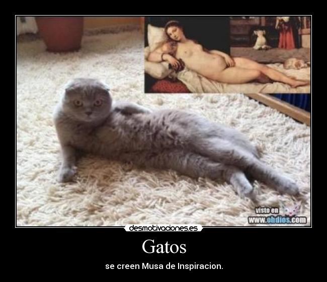 Gatos -