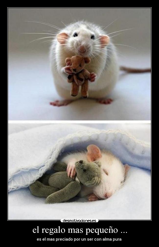 el regalo mas pequeño ... - es el mas preciado por un ser con alma pura 