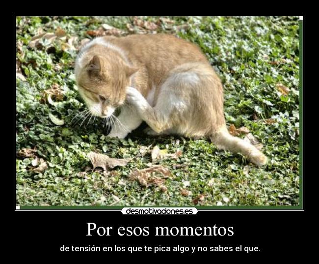 Por esos momentos - de tensión en los que te pica algo y no sabes el que.