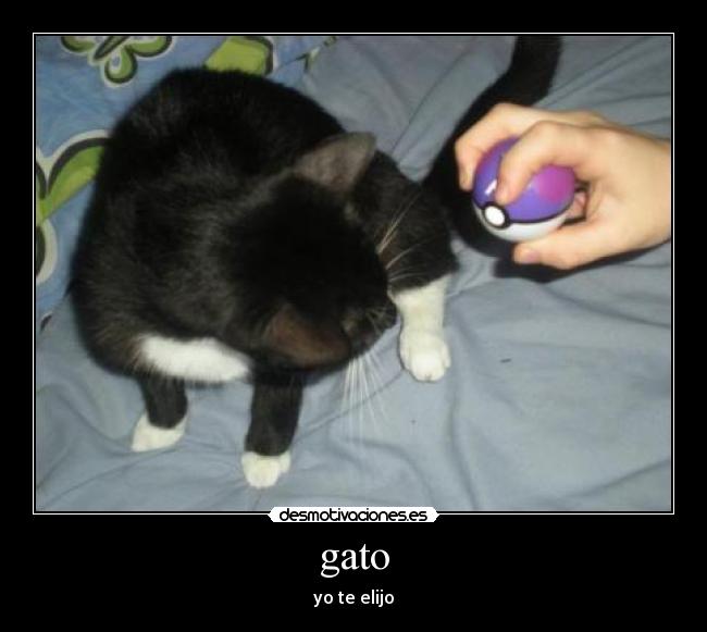 gato - 