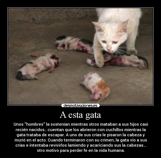 A esta gata - 