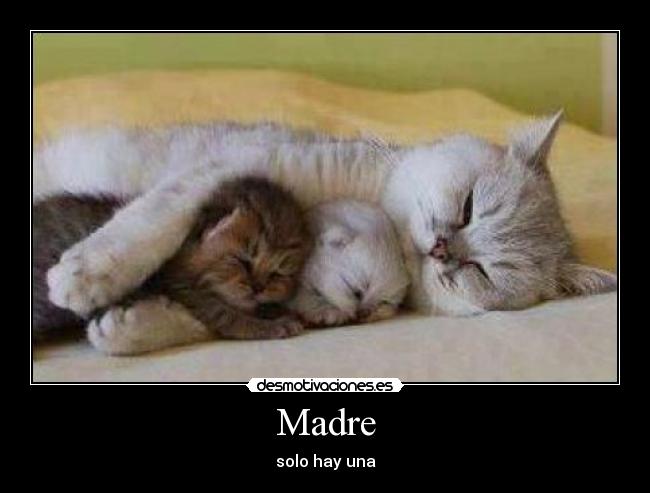 Madre - 