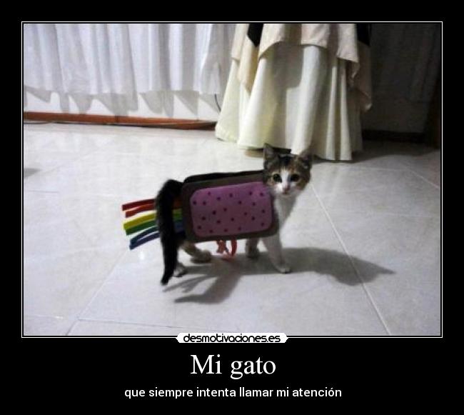 Mi gato - que siempre intenta llamar mi atención