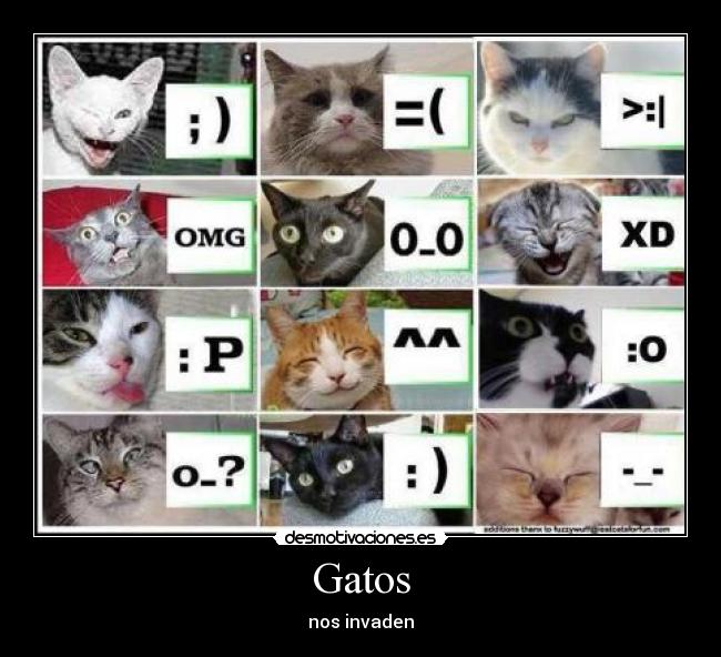 Gatos - nos invaden