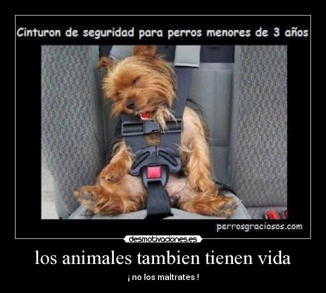 los animales tambien tienen vida - ¡ no los maltrates !