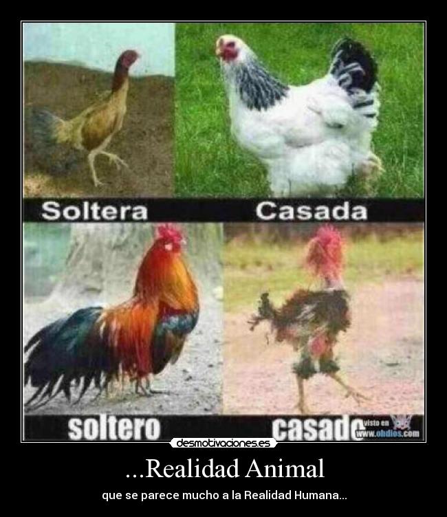 ...Realidad Animal - que se parece mucho a la Realidad Humana...