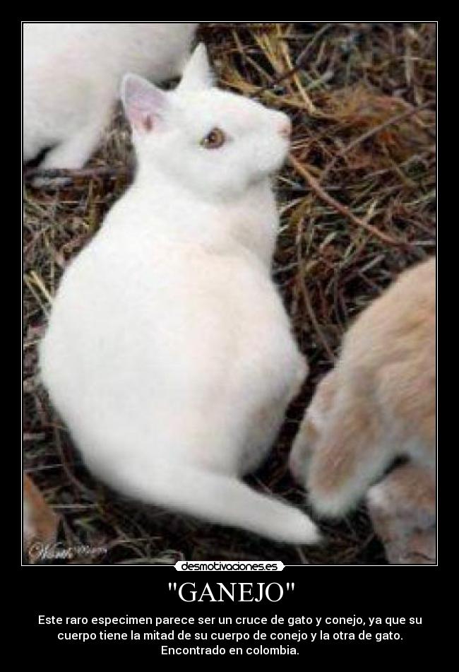 GANEJO - Este raro especimen parece ser un cruce de gato y conejo, ya que su
cuerpo tiene la mitad de su cuerpo de conejo y la otra de gato.
Encontrado en colombia.