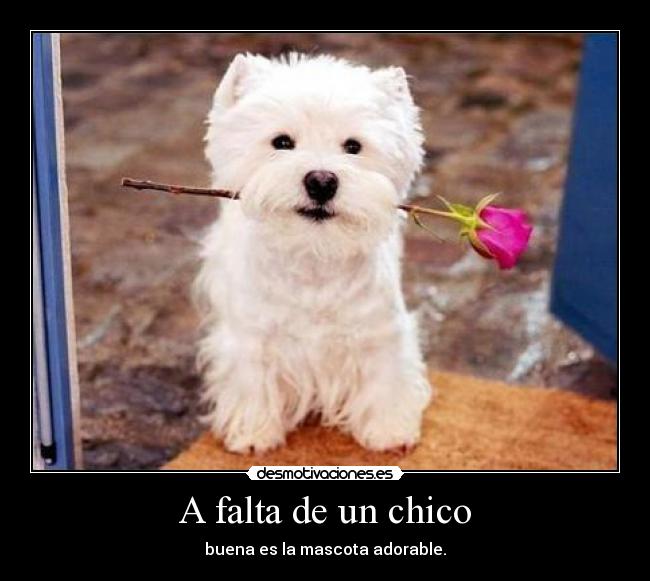 carteles mascotas desmotivaciones