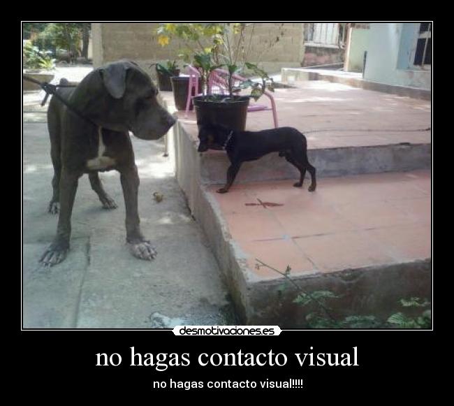 no hagas contacto visual - no hagas contacto visual!!!!