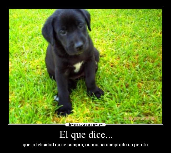 El que dice... - que la felicidad no se compra, nunca ha comprado un perrito.