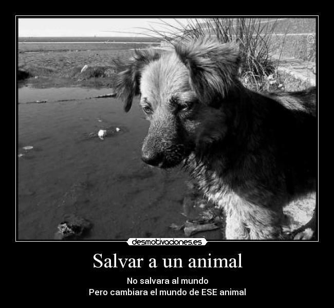 Salvar a un animal - 