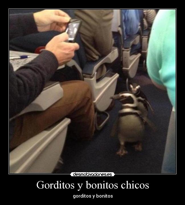 Gorditos y bonitos chicos -
