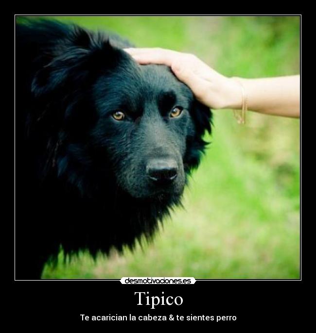 carteles tipico perro desmotivaciones