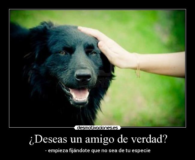 ¿Deseas un amigo de verdad? - - empieza fijándote que no sea de tu especie