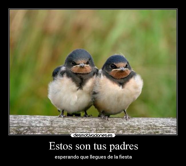 Estos son tus padres -