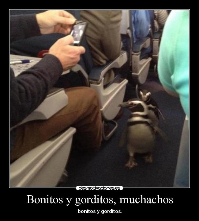 Bonitos y gorditos, muchachos -