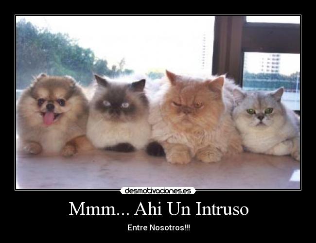 Mmm... Ahi Un Intruso -