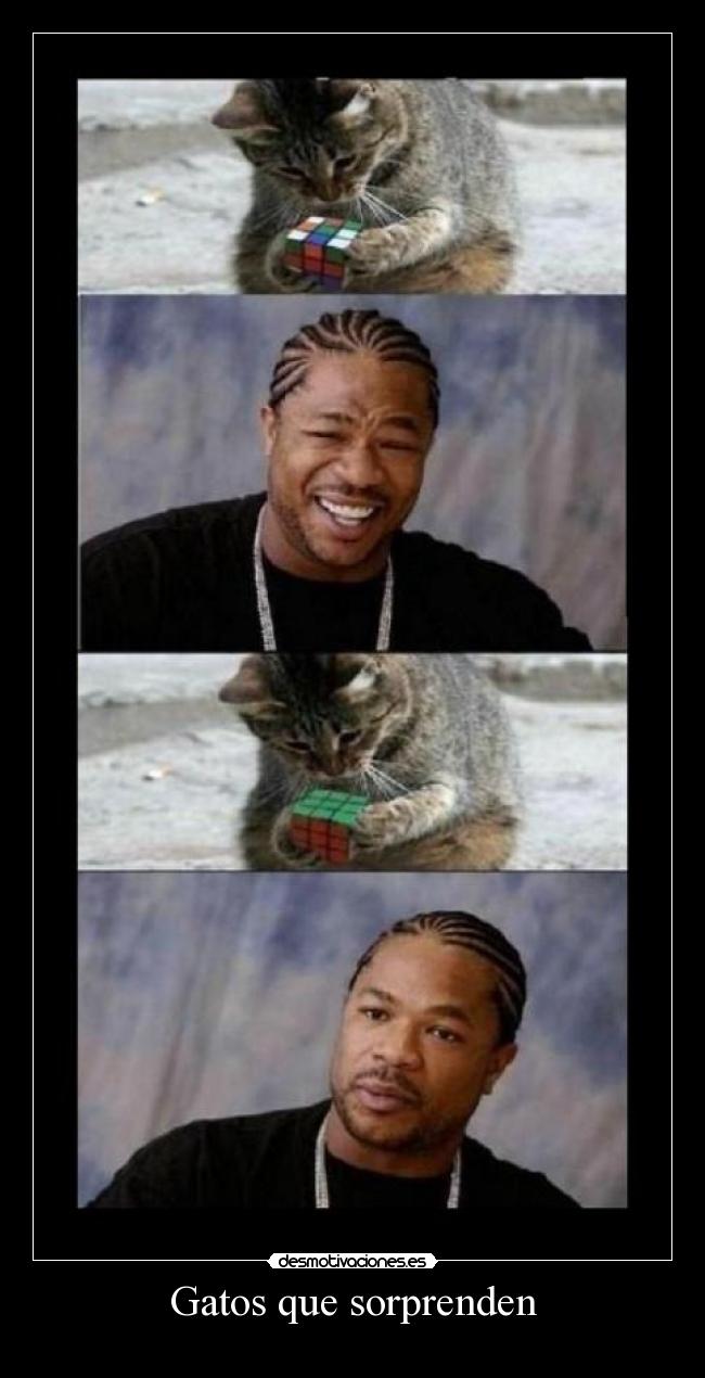Gatos que sorprenden - 