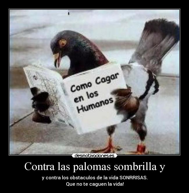 Contra las palomas sombrilla y - y contra los obstaculos de la vida SONRRISAS.
Que no te caguen la vida!