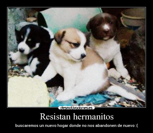 Resistan hermanitos - 