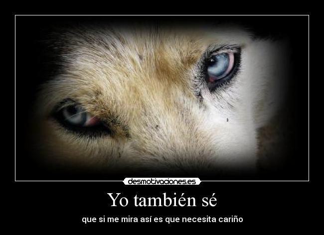 carteles gay homosexual lesbiana carino amor perro desmotivaciones