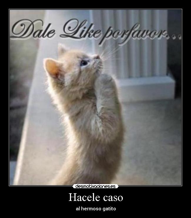 Hacele caso - al hermoso gatito