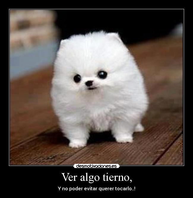 Ver algo tierno, - Y no poder evitar querer tocarlo..!