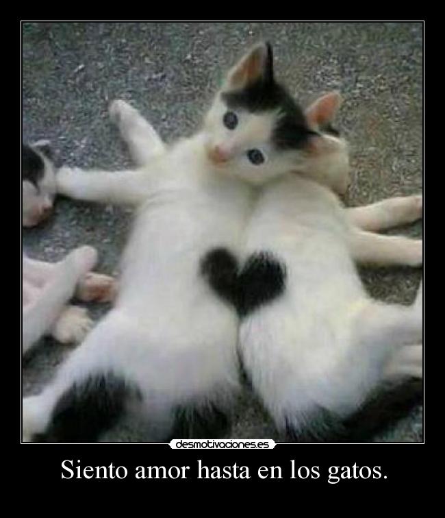 Siento amor hasta en los gatos. -