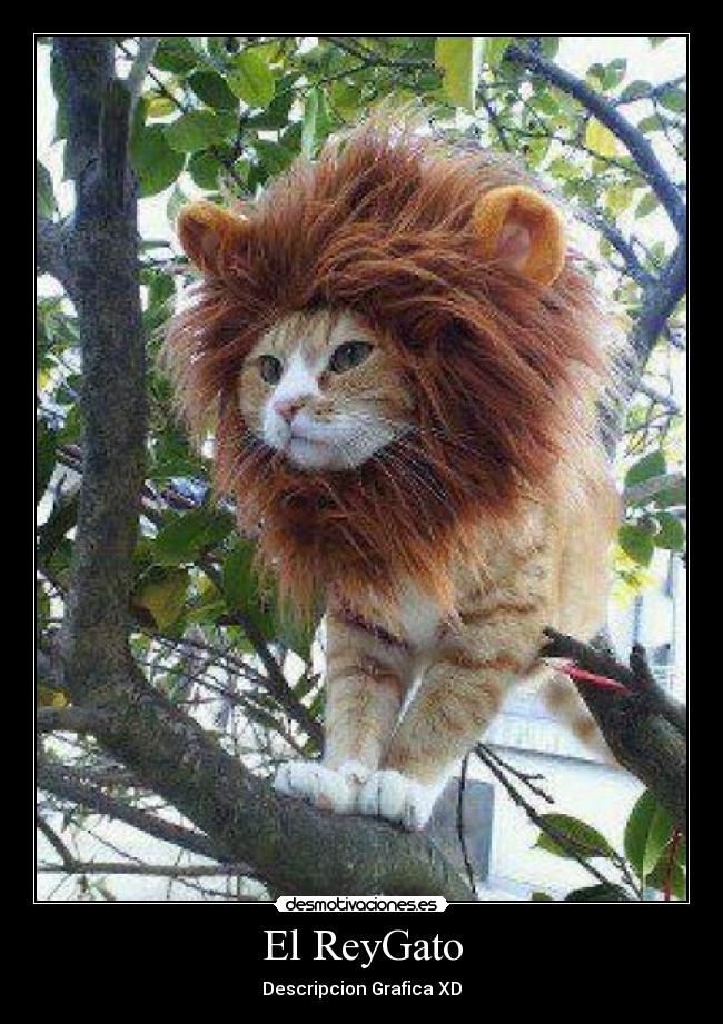 El ReyGato - 