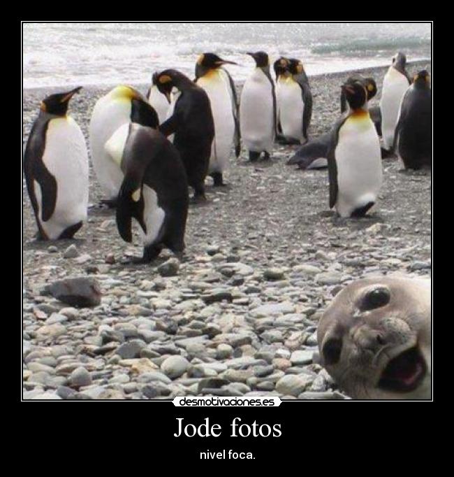 Jode fotos - nivel foca.