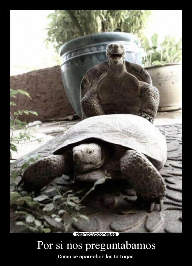Por si nos preguntabamos - Como se apareaban las tortugas.