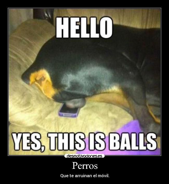 Perros - Que te arruinan el móvil.